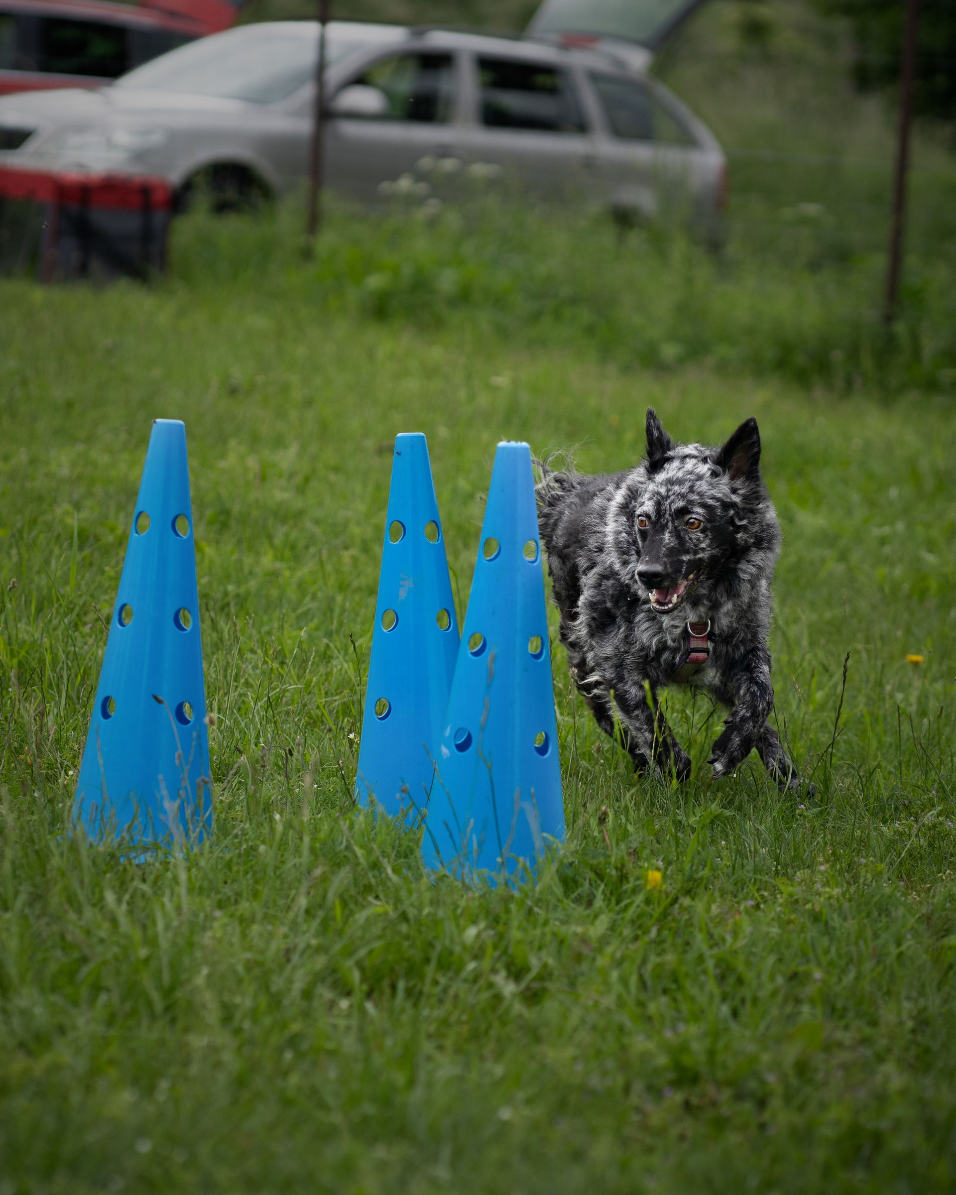 Obedience
