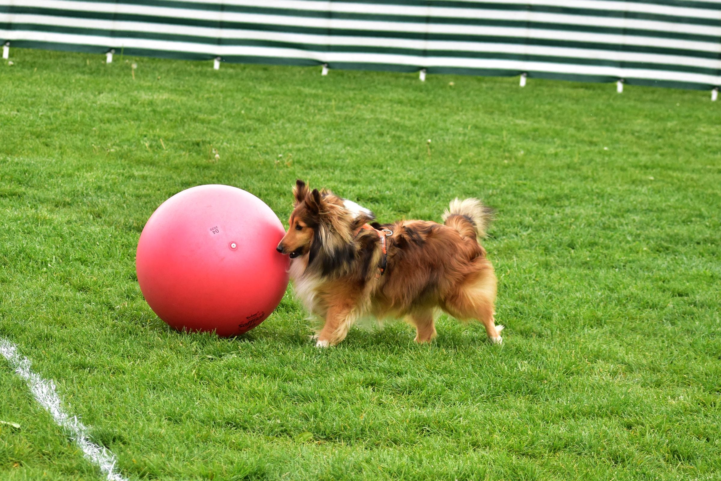 Treibball